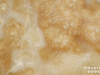 Granite Colors Phoenix honey onyx 2cm